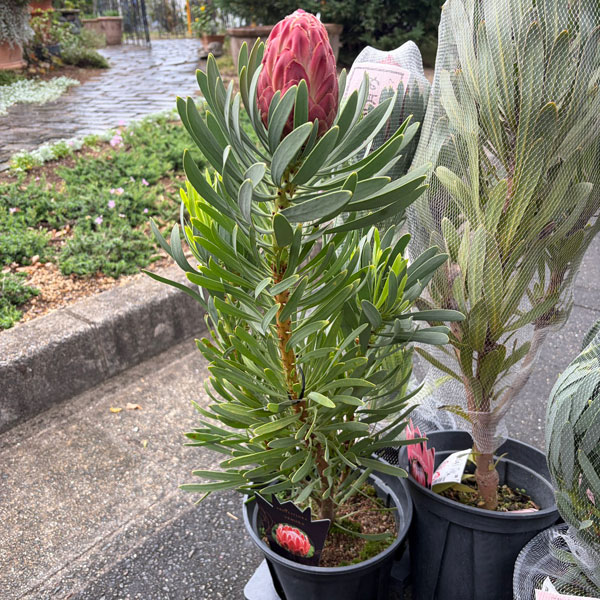 プロテア:ビーナス 7号鉢植え