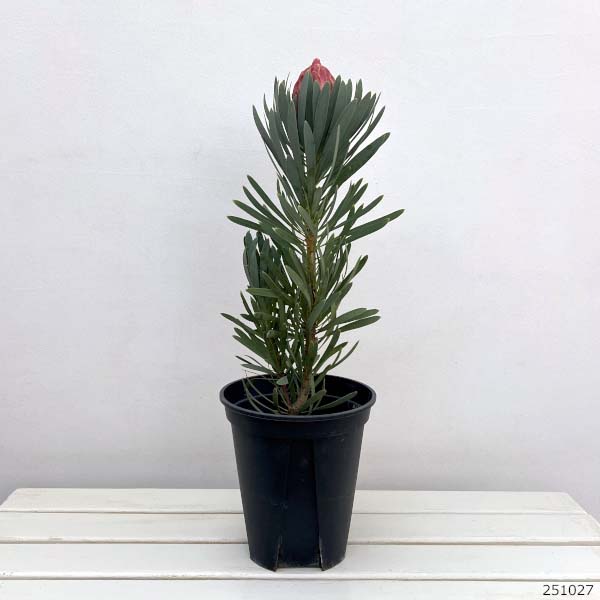 園芸ネット本店｜プロテア：ビーナス 7号鉢植え の通販【公式】