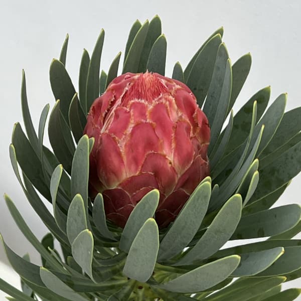 園芸ネット本店｜プロテア：ビーナス 7号鉢植え の通販【公式】