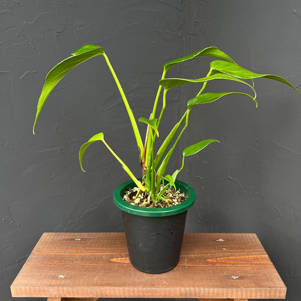 モンステラ:バールマルクスフレーム 5号鉢植え25-01