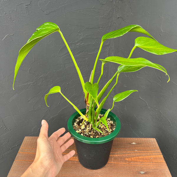 モンステラ:バールマルクスフレーム 5号鉢植え25-01