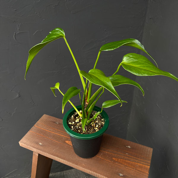 モンステラ:バールマルクスフレーム 5号鉢植え25-01