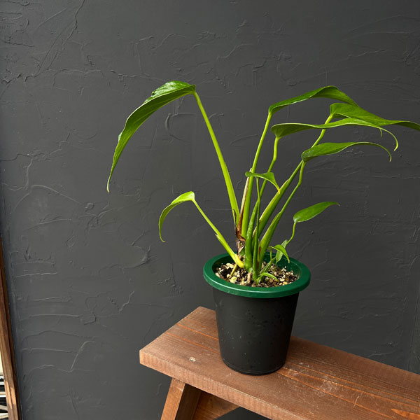 モンステラ:バールマルクスフレーム 5号鉢植え25-01