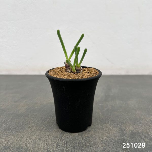 モニラリア:モニリフォルミス 2.5号鉢植え