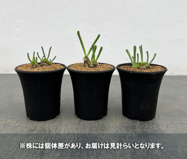 モニラリア:モニリフォルミス 2.5号鉢植え