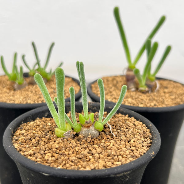 モニラリア:モニリフォルミス 2.5号鉢植え