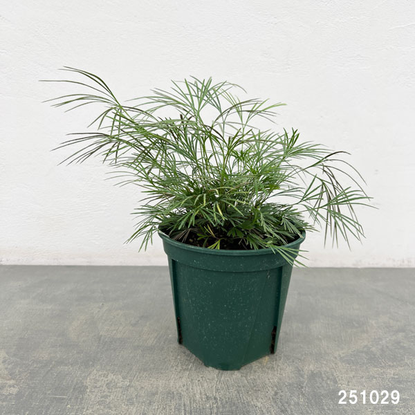 シダ:アクティニオプテリス オーストラリス5号鉢植え