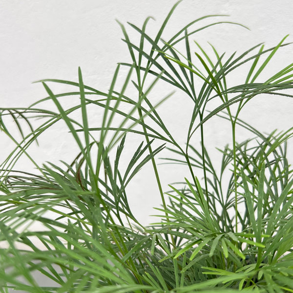 シダ:アクティニオプテリス オーストラリス5号鉢植え