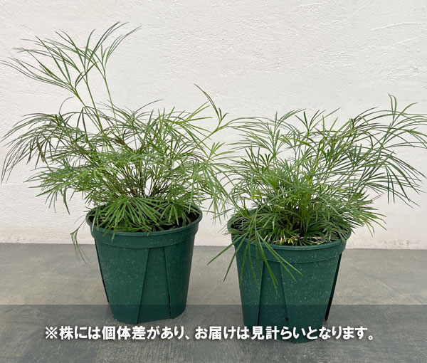 シダ:アクティニオプテリス オーストラリス5号鉢植え