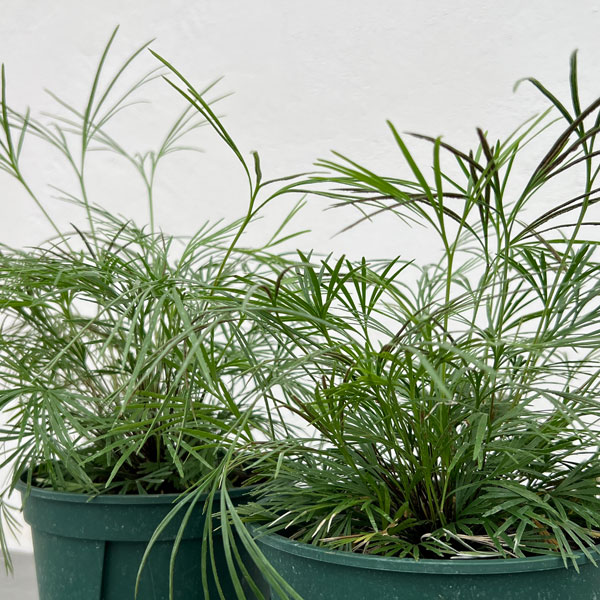 シダ:アクティニオプテリス オーストラリス5号鉢植え