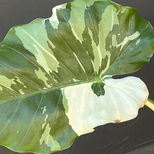 クワズイモ:斑入り 7号25-01