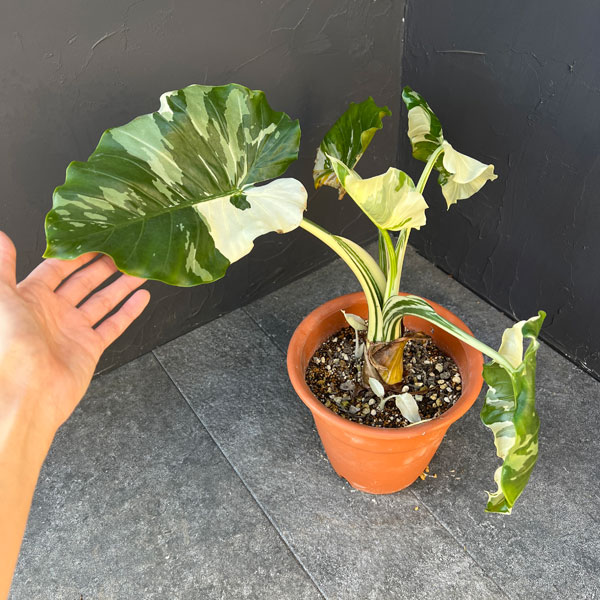 クワズイモ:斑入り 7号25-01