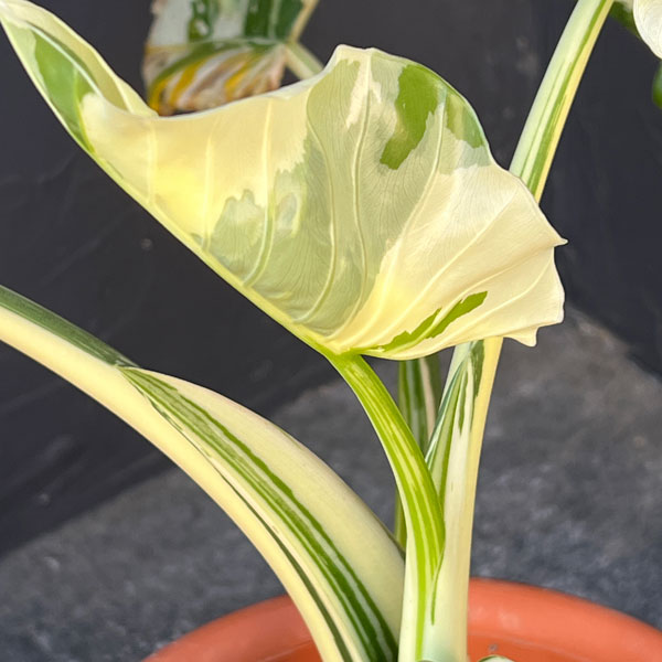 クワズイモ:斑入り 7号25-01