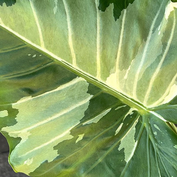 クワズイモ:斑入り 7号25-02