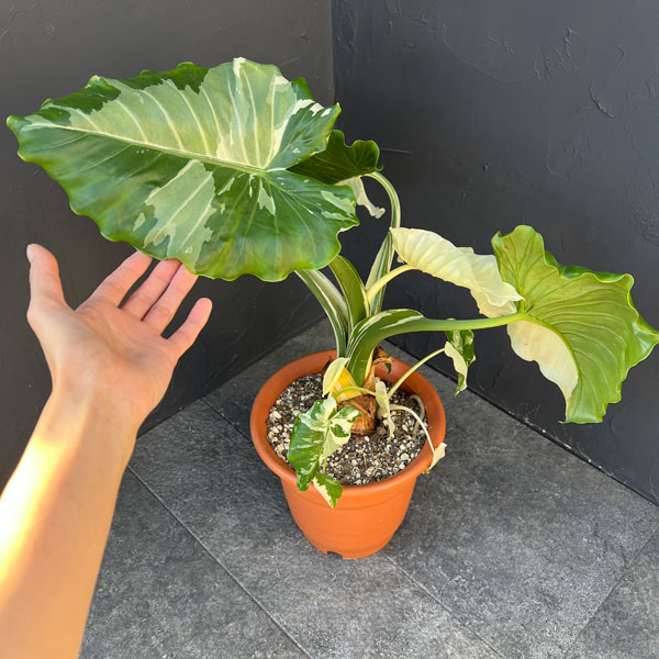 クワズイモ:斑入り 7号25-02