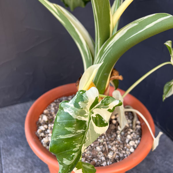 クワズイモ:斑入り 7号25-02