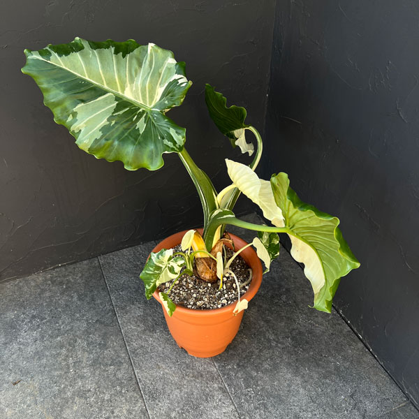 クワズイモ:斑入り 7号25-02