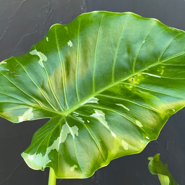 クワズイモ:斑入り 7号25-03