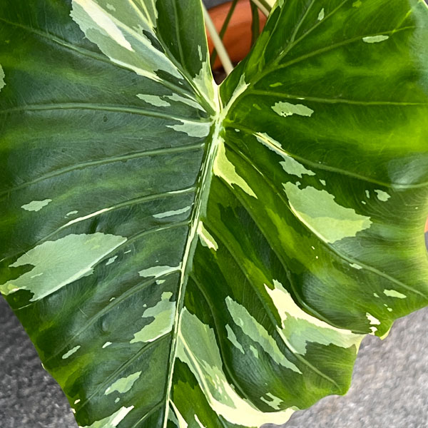 クワズイモ:斑入り 7号25-03