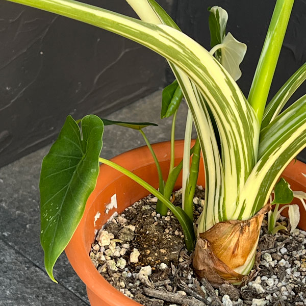 クワズイモ:斑入り 7号25-03