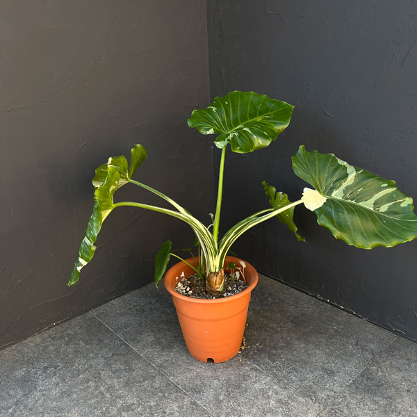 クワズイモ:斑入り 7号25-03