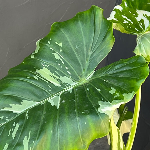 クワズイモ:斑入り 7号25-04