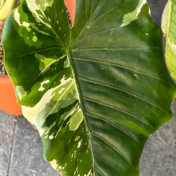 クワズイモ:斑入り 7号25-04