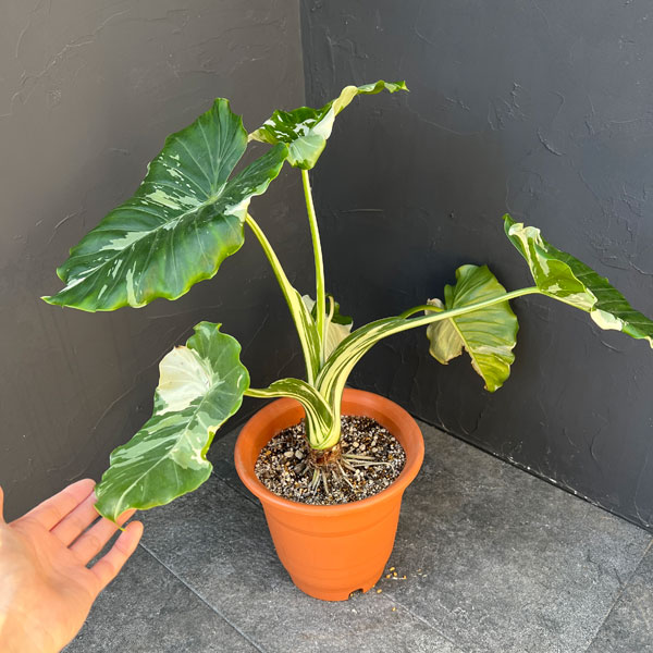 クワズイモ:斑入り 7号25-04