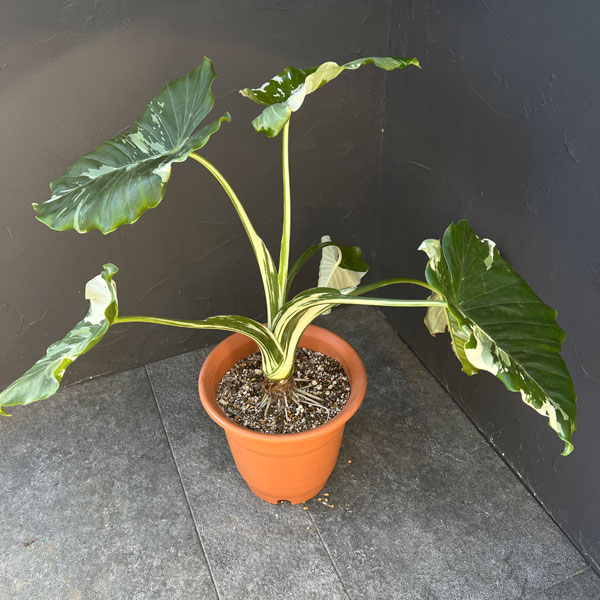 クワズイモ:斑入り 7号25-04