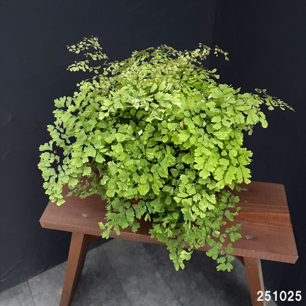 アジアンタム:スノーフレーク 5号鉢植え