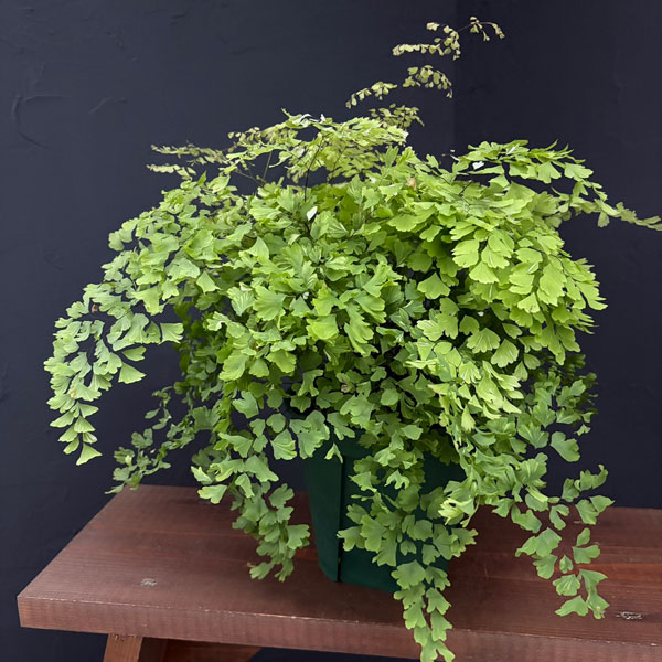 アジアンタム:スノーフレーク 5号鉢植え