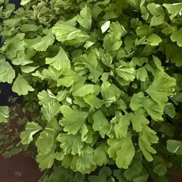 アジアンタム:スノーフレーク 5号鉢植え