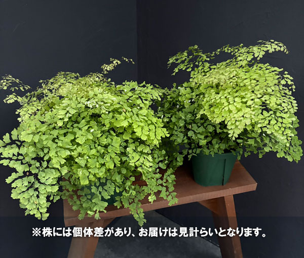 アジアンタム:スノーフレーク 5号鉢植え