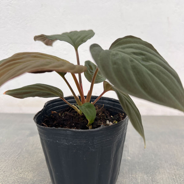 ホマロメナ：ブラックベルベット　3号ポット