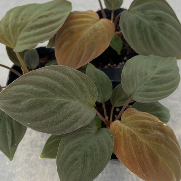 ホマロメナ：ブラックベルベット　3号ポット