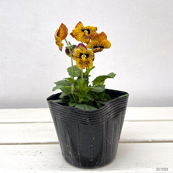 ビオラ：タイガーアイ　イエロー3-3.5号ポット