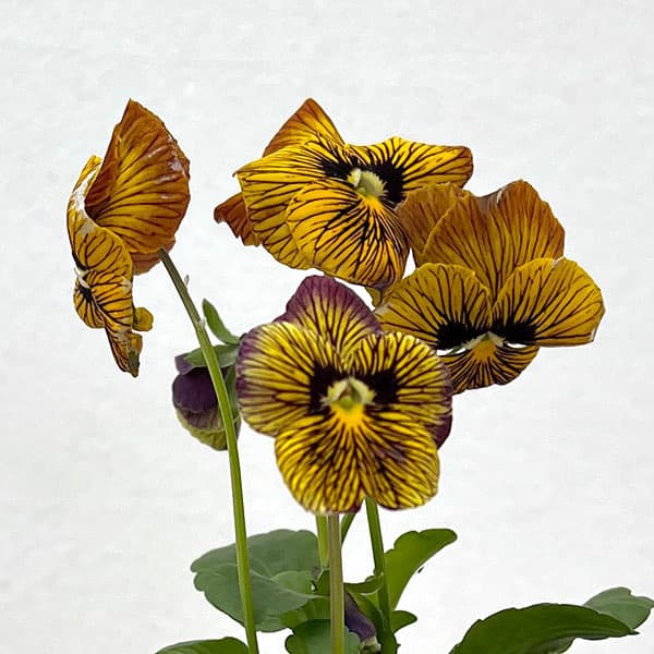 ビオラ：タイガーアイ　イエロー3-3.5号ポット