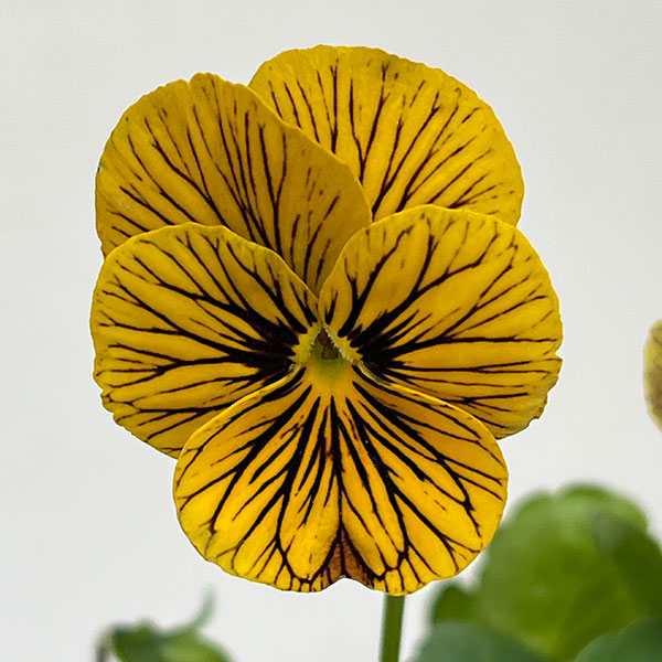 ビオラ：タイガーアイ　イエロー3-3.5号ポット