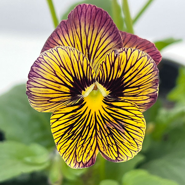 ビオラ：タイガーアイ　イエロー3-3.5号ポット