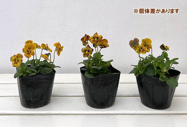 ビオラ：タイガーアイ　イエロー3-3.5号ポット