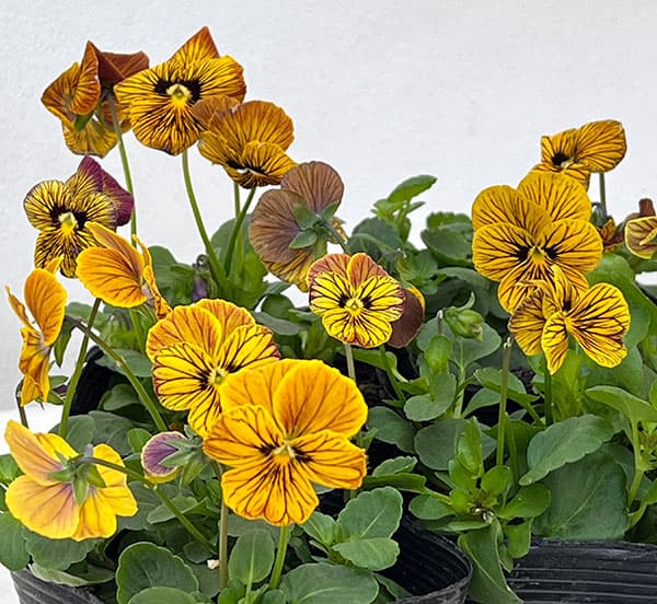 ビオラ：タイガーアイ　イエロー3-3.5号ポット