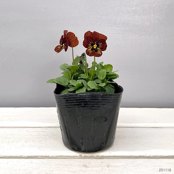 ビオラ:タイガーアイ レッド3-3.5号ポット