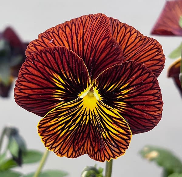 ビオラ:タイガーアイ レッド3-3.5号ポット