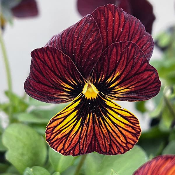 ビオラ:タイガーアイ レッド3-3.5号ポット