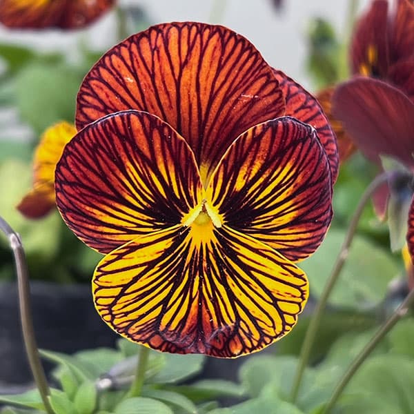 ビオラ:タイガーアイ レッド3-3.5号ポット