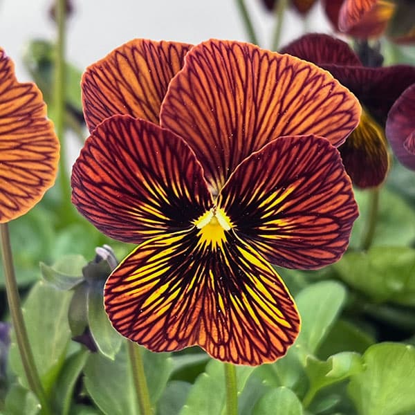 ビオラ:タイガーアイ レッド3-3.5号ポット