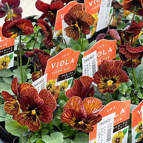 ビオラ:タイガーアイ レッド3-3.5号ポット
