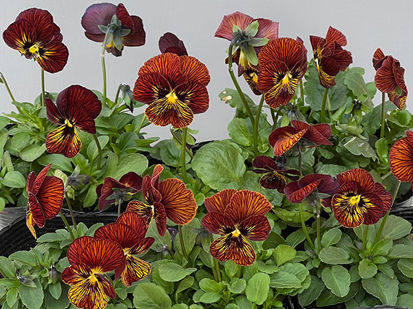 ビオラ:タイガーアイ レッド3-3.5号ポット