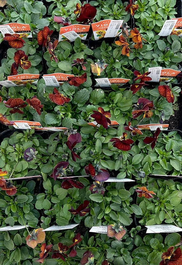 ビオラ:タイガーアイ レッド3-3.5号ポット