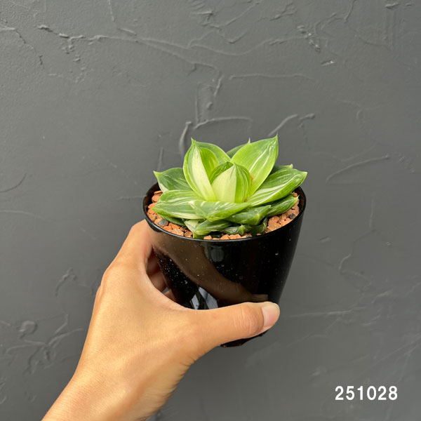 ハオルチア:プラニフォリア 花時計 3号鉢入り